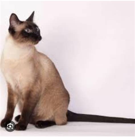 Looking for a siamese or Bengal kitten | Cats & Kittens for Rehoming | Delta/Surrey/Langley | Kijiji