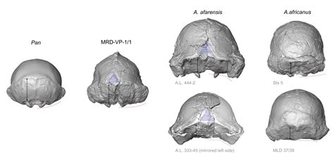 A New And Important Hominin Skull From Ethiopia Why Evolution Is True