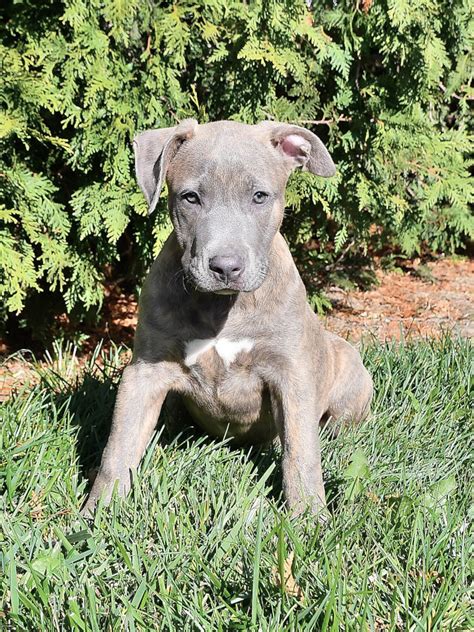 American Pit Bull Terrier Puppies For Sale Lancaster Puppies