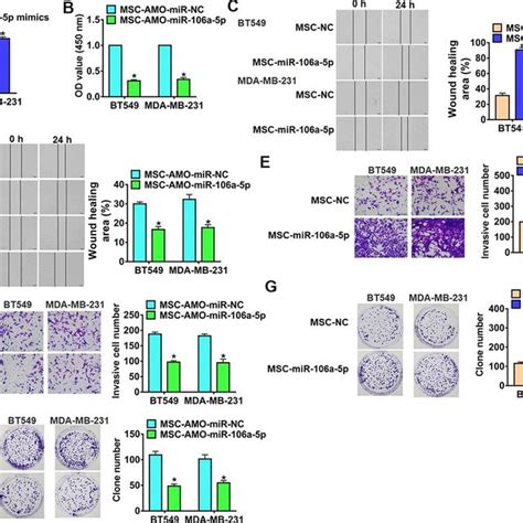 Exo Mir A P Derived From Mscs Promoted Migration Invasion And