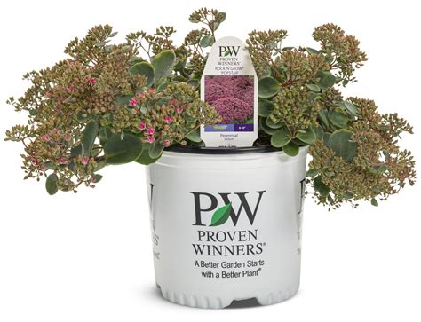 Rock N Round Popstar Stonecrop Sedum Hybrid Proven Winners