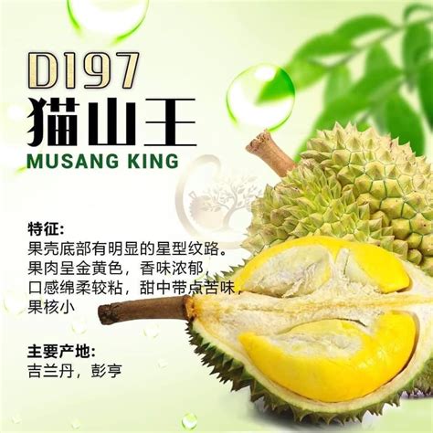 Knowledge Sharing: Types of Malaysia Popular Durian – Durian Musang ...