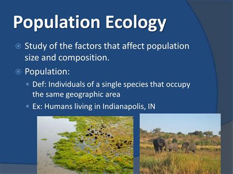 Ppt Chapter 53 Population Ecology Powerpoint Presentation Free Download Id1995187