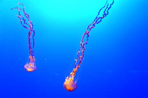 Aca8205 Jellyfishes At Monterey Bay Aquarium Anthony Aguila Flickr