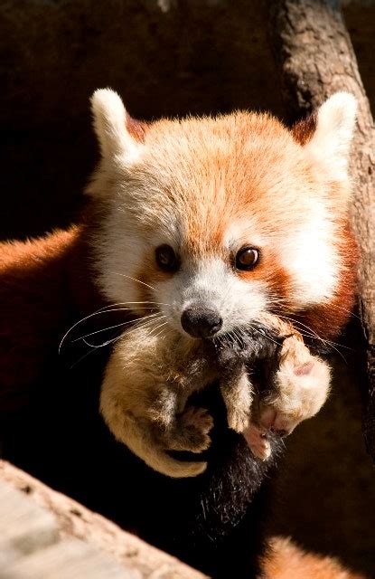 Baby Red Panda Born at National Zoo | WIRED