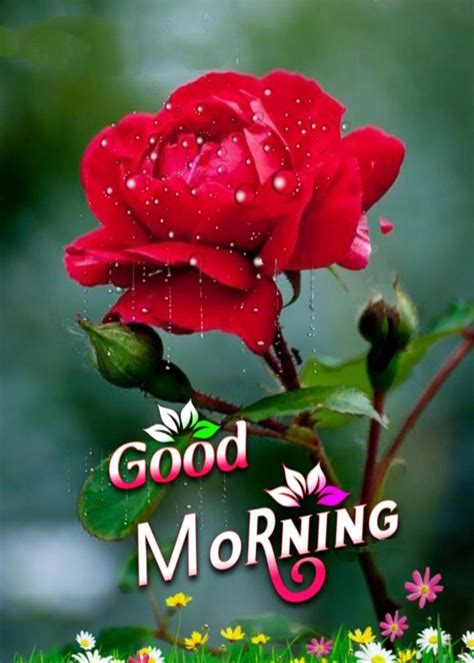 Pin By Moumita On Good Morning Good Morning Flowers Rose Good Morning Flowers Good Morning Roses