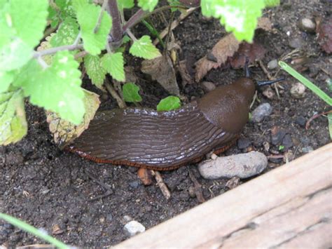 6 Ways To Get Rid Of Slugs In Your House Dengarden