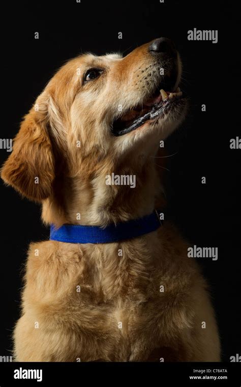 Male Golden Retriever Profile Hi Res Stock Photography And Images Alamy