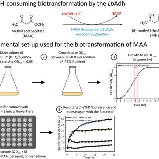 A NADPHdependent Reduction Of MAA To MHB By The LbAdh B