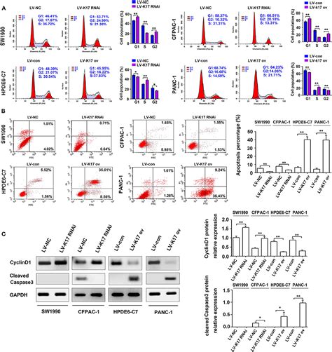 Frontiers Keratin Suppresses Cell Proliferation And Epithelial