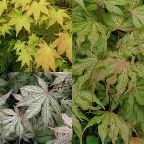 Seeds For Planting Acer Palmatum Matsumurae Aka Shigitatsu Sawa Dry