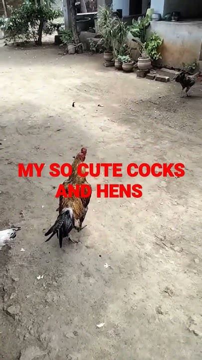 My So Cute Cocks And Hens Youtube