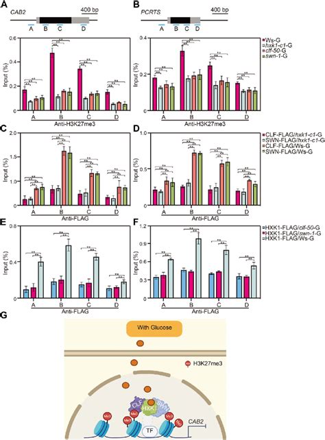 HEXOKINASE1 HXK1 Impacts The CURLY LEAF SWINGER CLF SWN Mediated