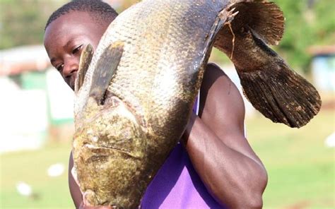 Nile Perch From Lake Victoria In Kenya R Fishing