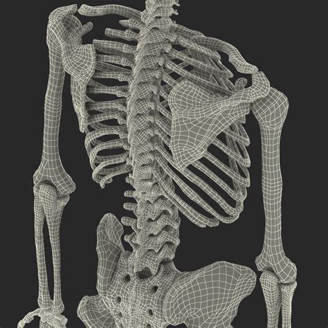 Human Male Skeleton D Model Ds Fbx Obj Max Ma C D Blend