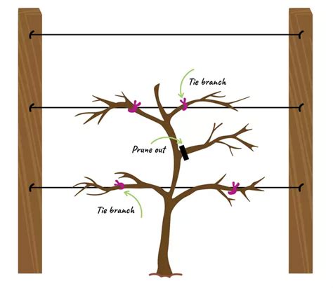 How To Espalier Fruit Trees Daltons