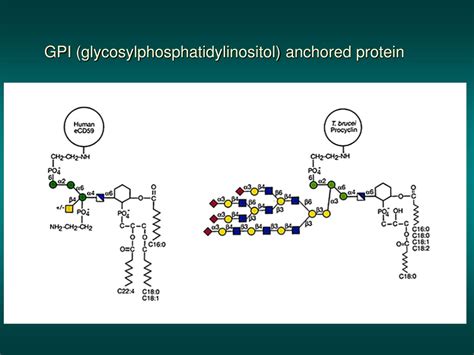 Ppt Glycobiology Powerpoint Presentation Free Download Id8936501