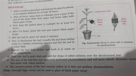 Write An Experiment To Prove That Sunlight Is Essential For