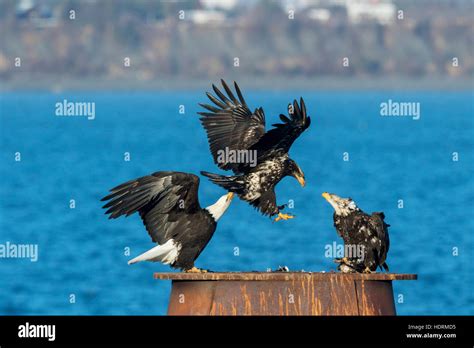 American Bald Eagle Landing On Hi Res Stock Photography And Images Alamy