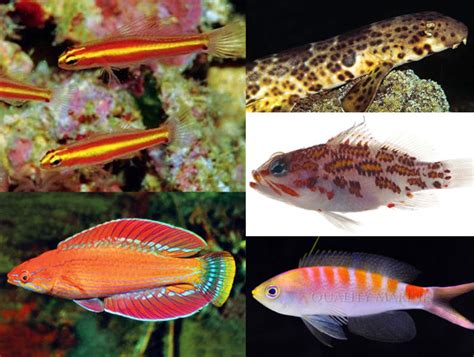 The five best new reef fish species of 2013 | Reef Builders | The Reef ...