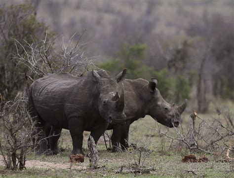 Legal Trade In Rhinoceros Horns Could Save The Species From Extinction