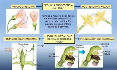 Descubre Todos Los Tipos De Polinización ¡¡con Esquemas