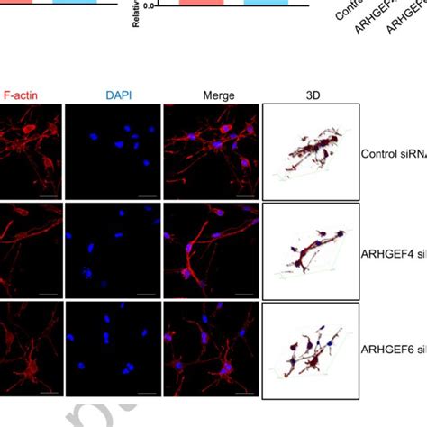 Cell Morphology Of Hepatic Stellate Cells Hscs A And B Human Lx