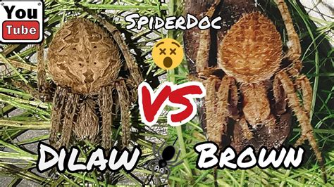 Tagalog Spider Fight Viscaya Vs Tarlac Barkada Spider Fight Ft Idol