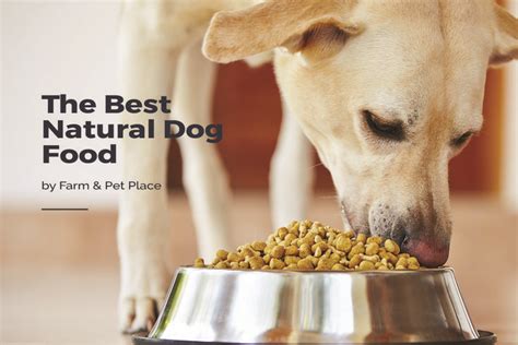 Best Natural Dog Food - The Top Natural Food for Dogs | Dog food ...