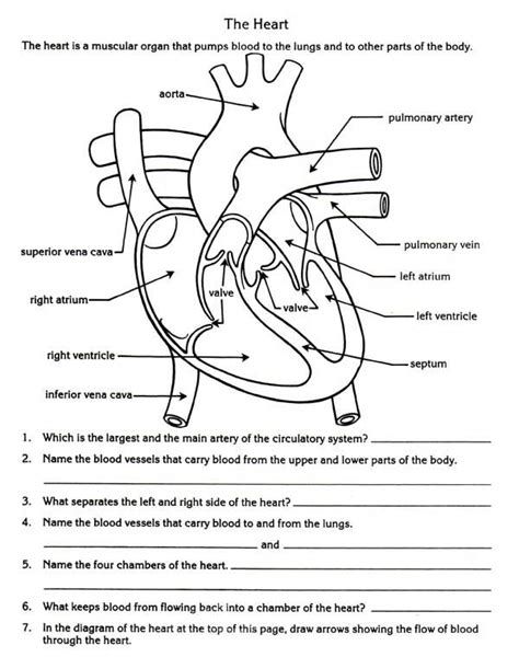 Circulatory System Diagram For Kids To Label How To Draw Dou