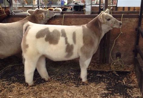 Beautiful Calf Fluffy Cows Show Cows Show Cattle