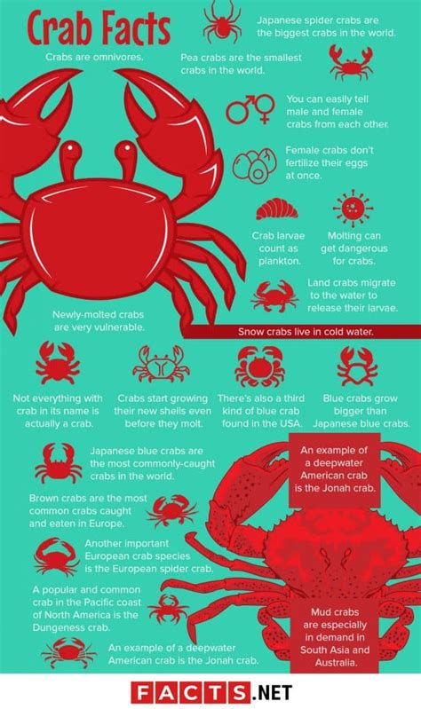 50 Surprising Crab Facts That You Never Knew About