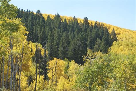 Colorado Mountains in Fall stock image. Image of pines - 21713807