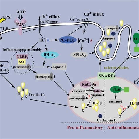 (PDF) The Roles of Lysosomes in Inflammation and Autoimmune Diseases