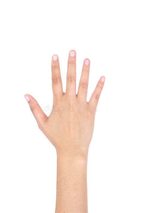 91 Five Hand Woman Free Stock Photos StockFreeImages