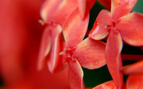 Wallpaper Red Blurred Petals Blossom Pink Bright Light Leaf