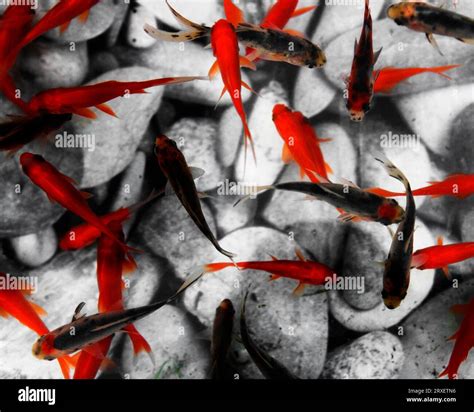 Aquarium Paris Goldfish Hi Res Stock Photography And Images Alamy
