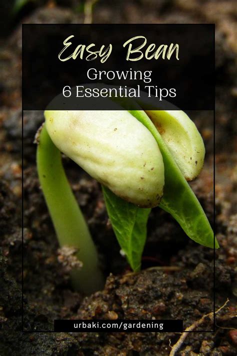 Easy Bean Growing - 6 Essential Tips