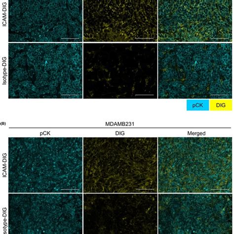 Delivery Of Icam Ab To Mdamb Luc And Mdamb Cells In Vivo