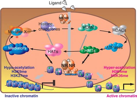 Regulated Histone Methyltransferase And Demethylase Complexes In The