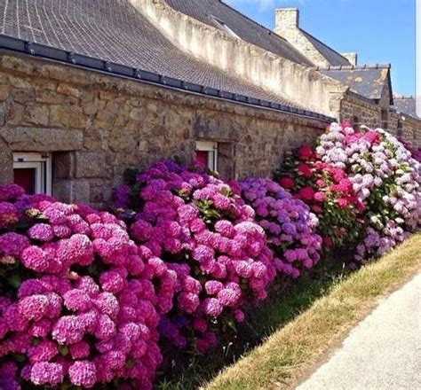 Pin By Yildirim Zanajana On Trees Climbers Hydrangea Landscaping