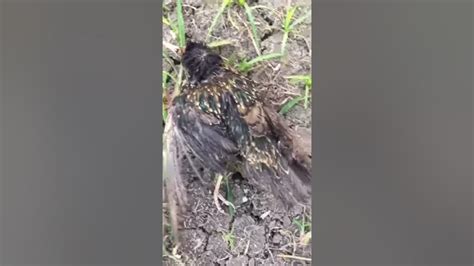 Bird Causes Power Outage Youtube