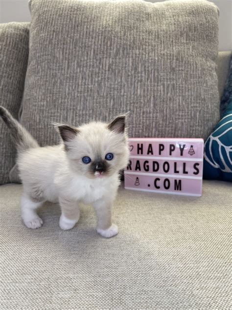 Male Seal Point Mitted Ragdoll Kitten Happy Ragdolls Of Miami