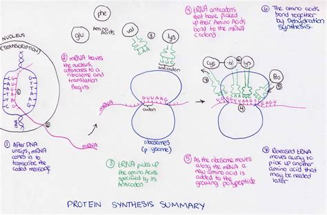 Protein Synthesis Summary