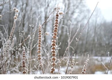 Spring Pussy Willow Branches Fluffy Buds Stock Photo