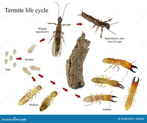 Ciclo De Vida De Una Termita