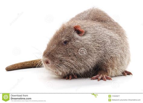 Large Brown Nutria Stock Image Image Of Life Closeup 119326977