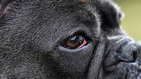 Ojo de cereza en perros síntomas prevención y tratamiento