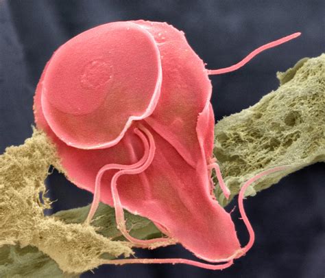 Giardia Cyst Sem By Science Source Ph