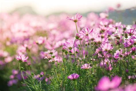 Campo De Flor Cor De Rosa Do Cosmos Luz Solar Imagem De Stock